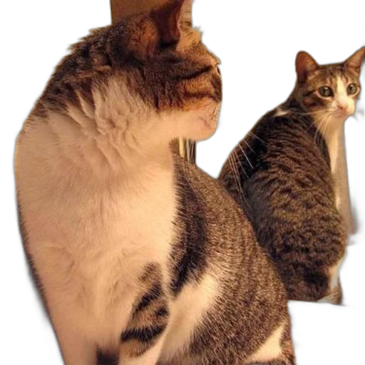 animal, creature, staff, hat, 3d render, photorealistic, concept art, cat transparent PNG cut-out