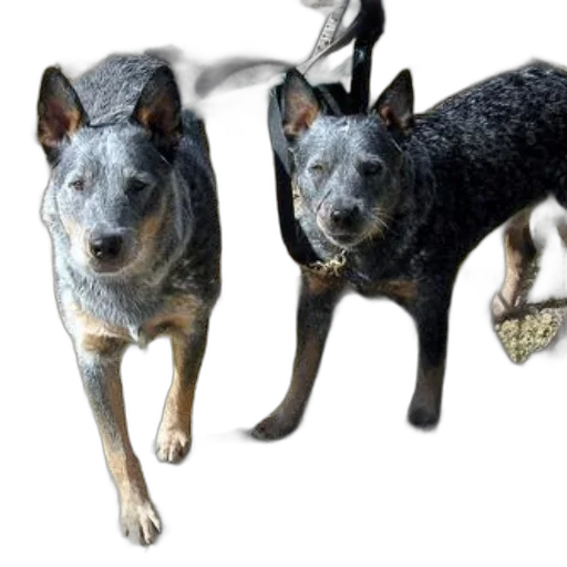 animal, staff, photorealistic, 3d render, concept art, two, dogs, stand transparent PNG cut-out