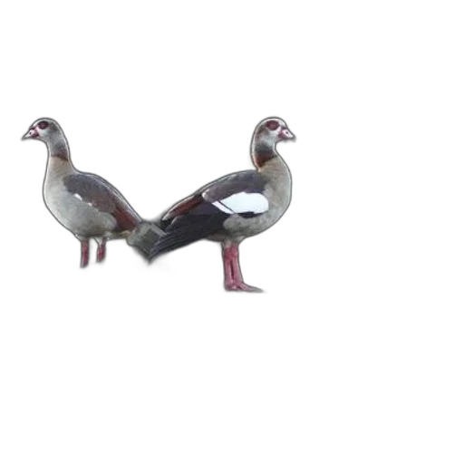 animal, shoes, jewelry, creature, 3d render, concept art, photorealistic, two transparent PNG cut-out