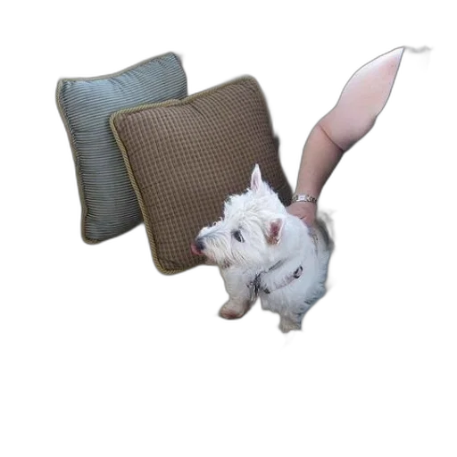 animal, furniture, creature, hat transparent PNG cut-out