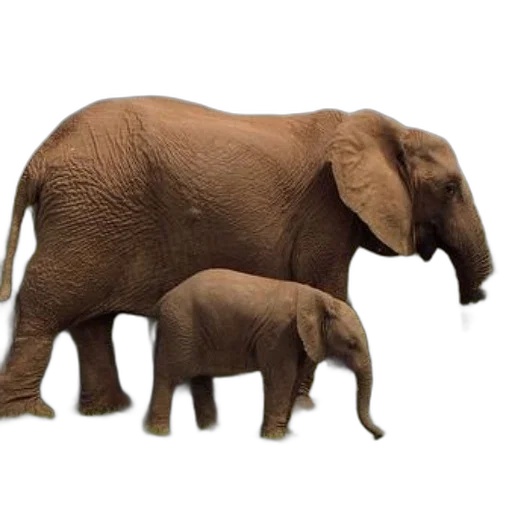 animal, 3d render, photorealistic, concept art, mother, elephant, her, calf transparent PNG cut-out