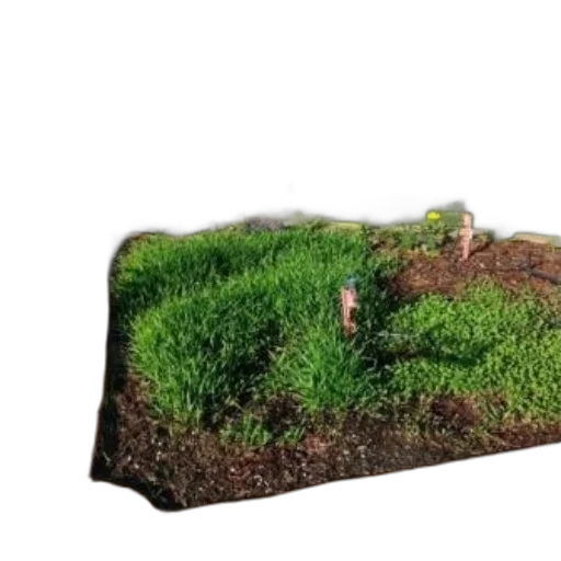 tree, 3d render, photorealistic, forest, well-maintained, garden, bed, green transparent PNG cut-out