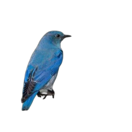 animal, staff, creature, jewelry, 3d render, photorealistic, concept art, oil painting transparent PNG cut-out