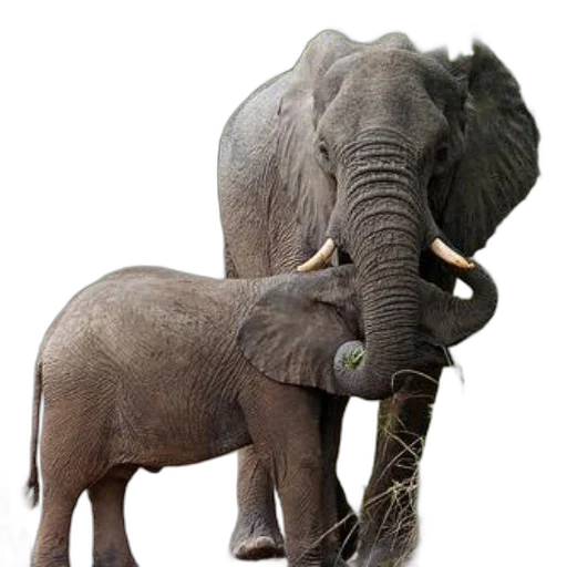 animal, staff, creature, weapon, concept art, photorealistic, 3d render, earth tones transparent PNG cut-out