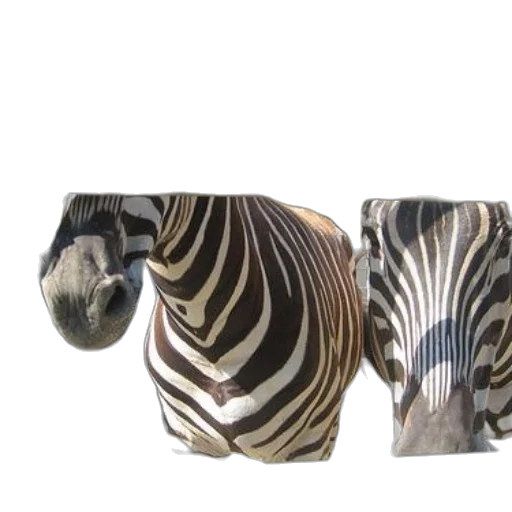 jewelry, furniture, shoes, 3d render, photorealistic, two, zebras, black transparent PNG cut-out