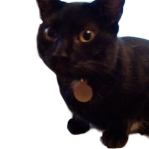 animal, staff, creature, robot, 3d render, photorealistic, black, cat transparent PNG cut-out