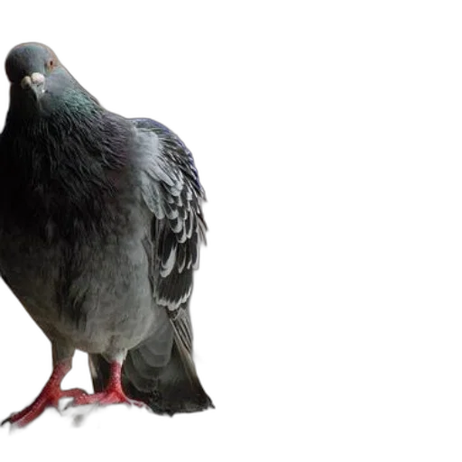 animal, creature, shoes, food, 3d render, photorealistic, concept art, pigeon transparent PNG cut-out