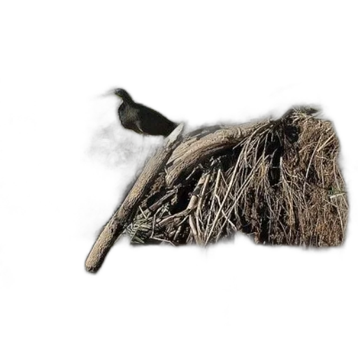 hair, animal, staff, hat, photorealistic, 3d render, concept art, forest transparent PNG cut-out