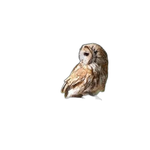 animal, creature, face, staff, photorealistic, 3d render, pixel art, oil painting transparent PNG cut-out