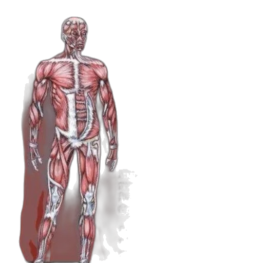 dress, jacket, concept art, 3d render, anatomy, flashcard, set, studying transparent PNG cut-out