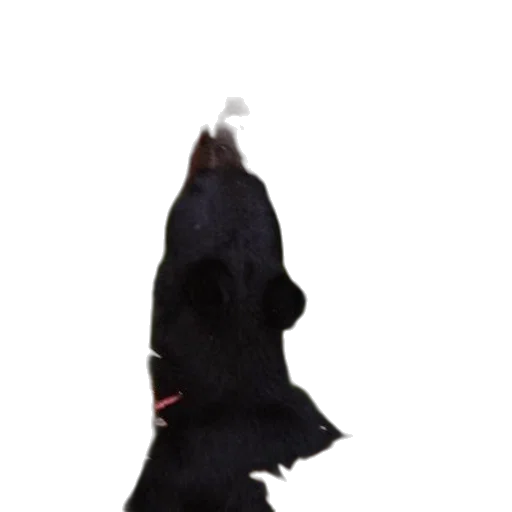 hat, staff, umbrella, animal, 3d render, photorealistic, concept art, fog transparent PNG cut-out