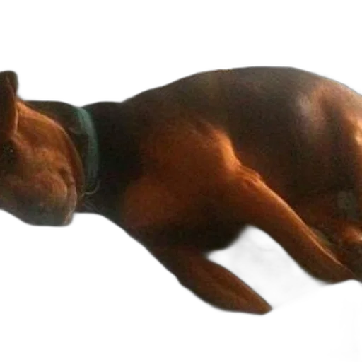 animal, creature, staff, dragon, photorealistic, 3d render, concept art, brown transparent PNG cut-out