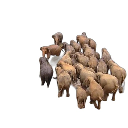 animal, weapon, creature, 3d render, concept art, herd, elephants, gathers transparent PNG cut-out