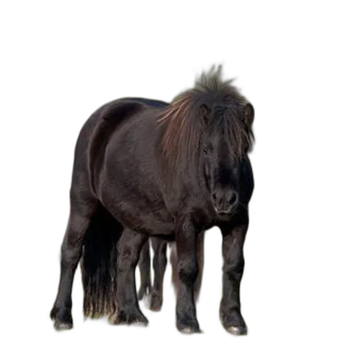 animal, hair, creature, staff, photorealistic, 3d render, concept art, majestic transparent PNG cut-out