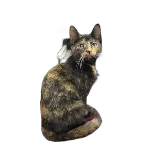 staff, animal, creature, crown, photorealistic, 3d render, tortoiseshell, cat transparent PNG cut-out