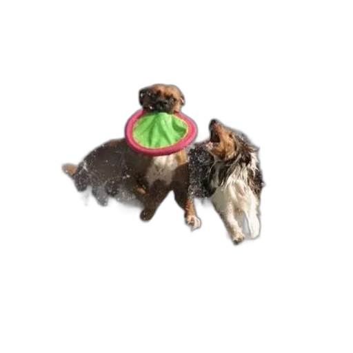 food, staff, animal, hat, 3d render, two, dogs, playfully transparent PNG cut-out