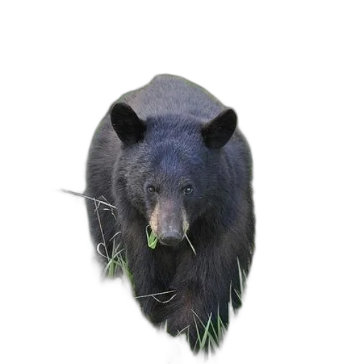 animal, creature, hat, face transparent PNG cut-out