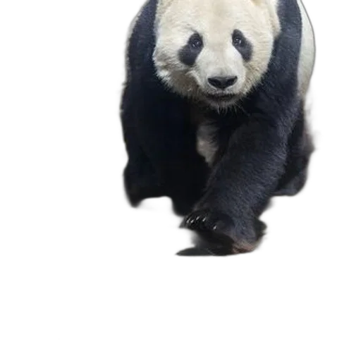 animal, creature, staff, face, 3d render, photorealistic, concept art, monochrome transparent PNG cut-out