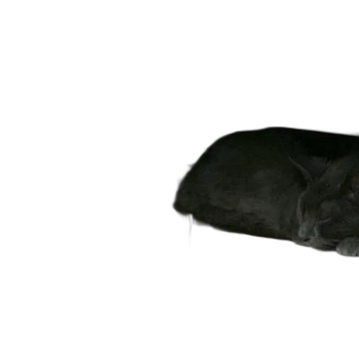 animal, creature, hat, staff, 3d render, photorealistic, outer space, dark transparent PNG cut-out