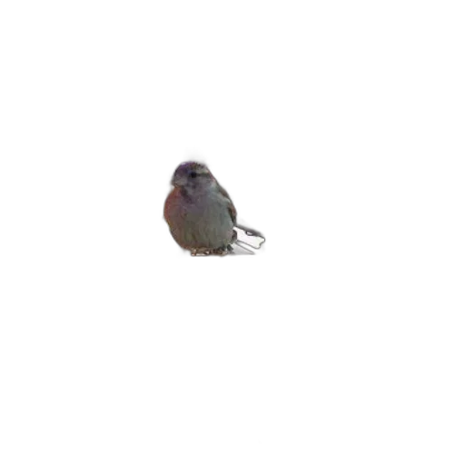 animal, creature, hat, staff, photorealistic, 3d render, pixel art, vaporwave transparent PNG cut-out