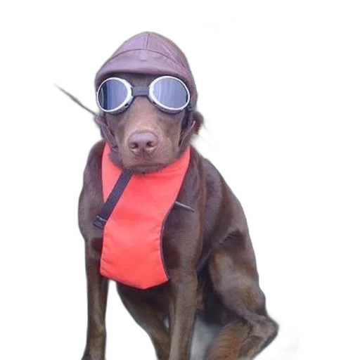 staff, animal, creature, cyberpunk, brown, dog, wearing, goggles transparent PNG cut-out