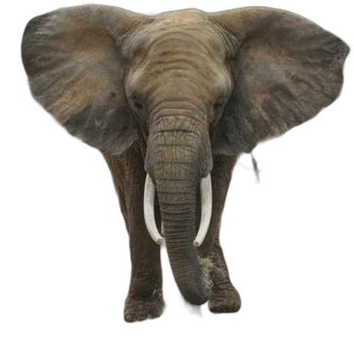 animal, creature, hat, staff, photorealistic, concept art, 3d render, earth tones transparent PNG cut-out