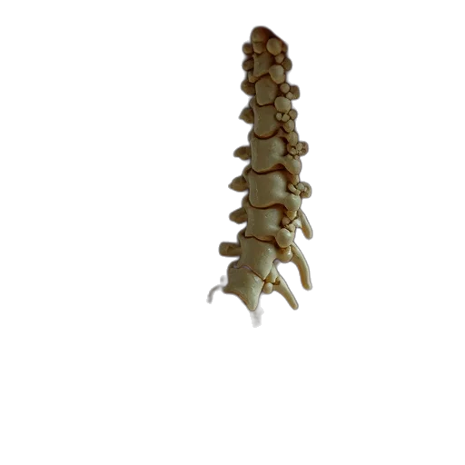 staff, crown, jewelry, weapon transparent PNG cut-out