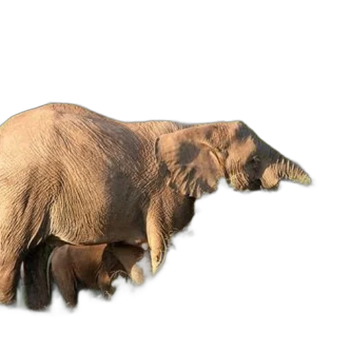 animal, creature, staff, weapon, 3d render, photorealistic, concept art, mother transparent PNG cut-out