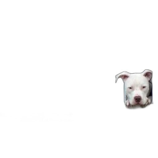 animal, creature, face, food transparent PNG cut-out