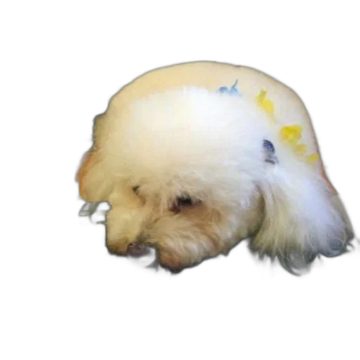 hair, hat, animal, crown, photorealistic, vaporwave, 3d render, watercolor transparent PNG cut-out