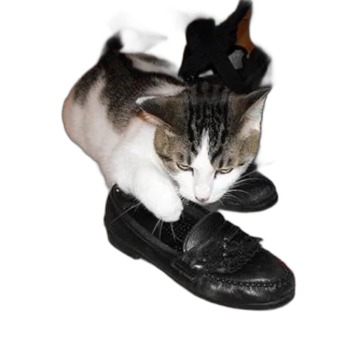 shoes, animal, staff, photorealistic transparent PNG cut-out
