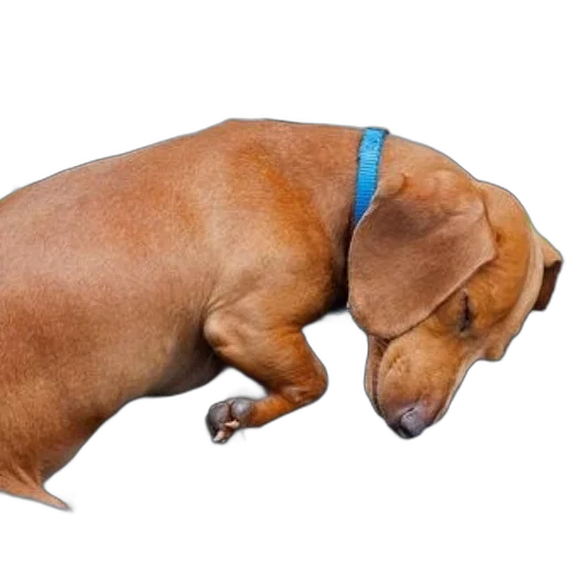 animal, staff, creature, jacket, photorealistic, 3d render, dachshund, blue transparent PNG cut-out