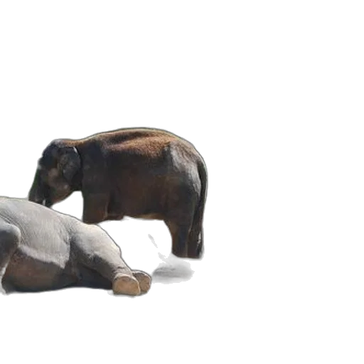 animal, creature, furniture, 3d render, concept art, photorealistic, forest, elephants transparent PNG cut-out