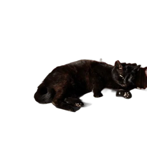 animal, creature, staff, weapon, 3d render, photorealistic, concept art, dark transparent PNG cut-out