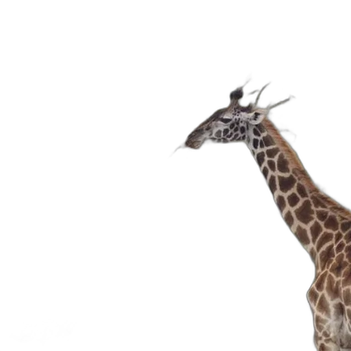 animal, creature, hat, staff, 3d render, photorealistic, concept art, two transparent PNG cut-out