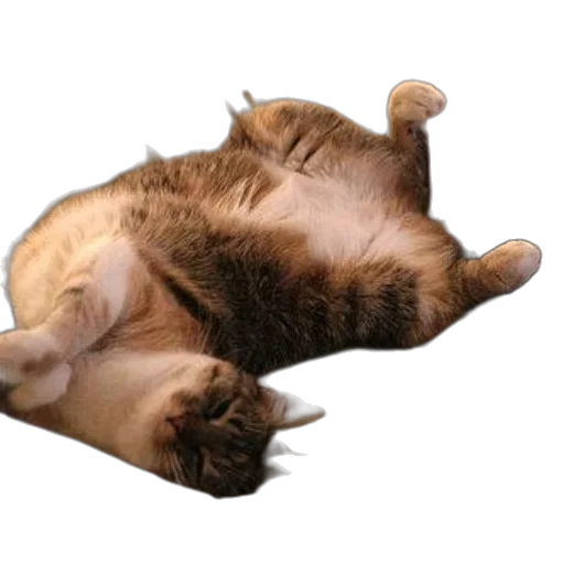 animal, creature, staff, food, photorealistic, 3d render, relaxed, cat transparent PNG cut-out
