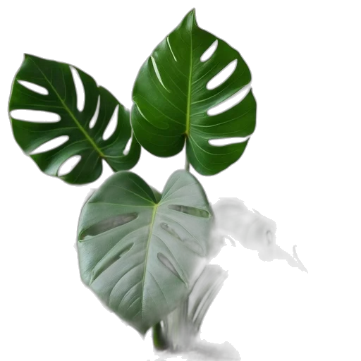 flower, tree, umbrella, weapon, 3d render, photorealistic, concept art, green transparent PNG cut-out