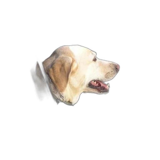animal, creature, face, staff transparent PNG cut-out