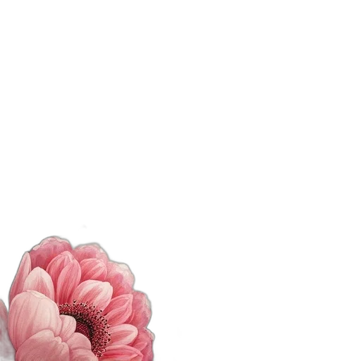 flower, crown, hair, jacket transparent PNG cut-out