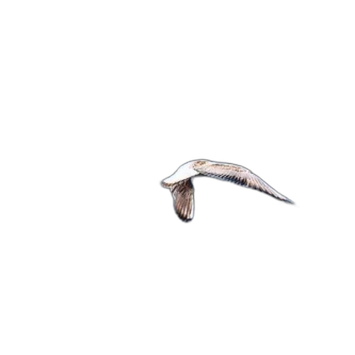 animal, shoes, weapon, jewelry, 3d render, photorealistic, seagull, gracefully transparent PNG cut-out