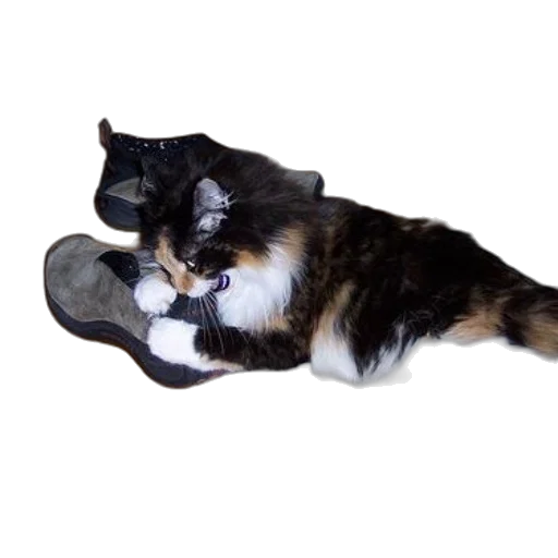 shoes, animal, hat, staff, photorealistic, calico, cat, playing transparent PNG cut-out