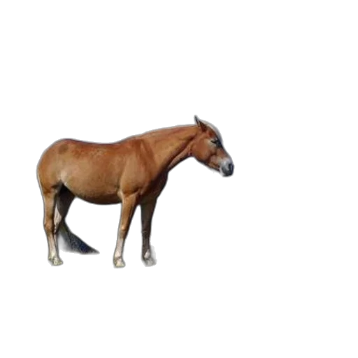 animal, creature, staff, furniture, 3d render, photorealistic, concept art, oil painting transparent PNG cut-out