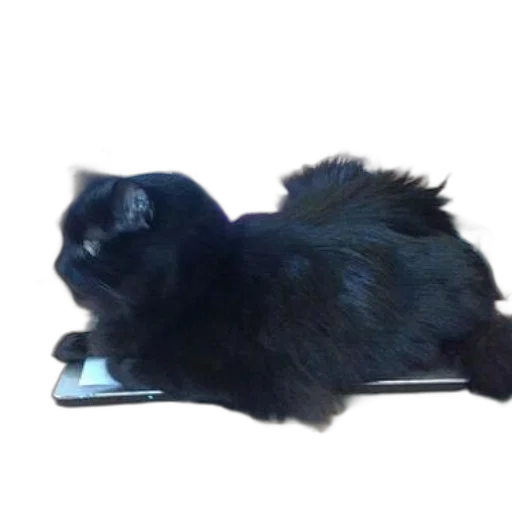 animal, creature, staff, hair, black, cat, lounges, laptop transparent PNG cut-out