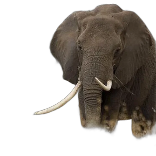 animal, creature, staff, photorealistic, majestic, elephant, large, tusks transparent PNG cut-out
