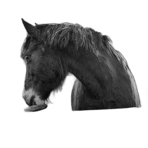 animal, hair, creature, hat, photorealistic, pencil sketch, concept art, 3d render transparent PNG cut-out