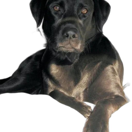 animal, staff, creature, face, photorealistic, oil painting, 3d render, black transparent PNG cut-out
