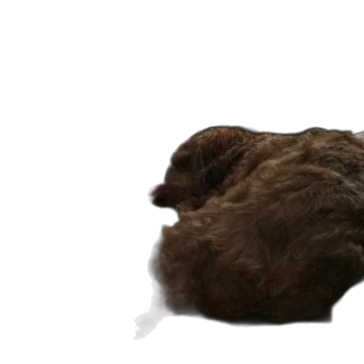 hair, animal, creature, hat, 3d render, photorealistic, concept art, fluffy transparent PNG cut-out