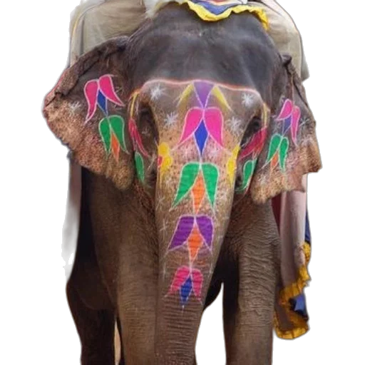 animal, umbrella, jewelry, jacket, colorful, beautifully, decorated, elephant transparent PNG cut-out