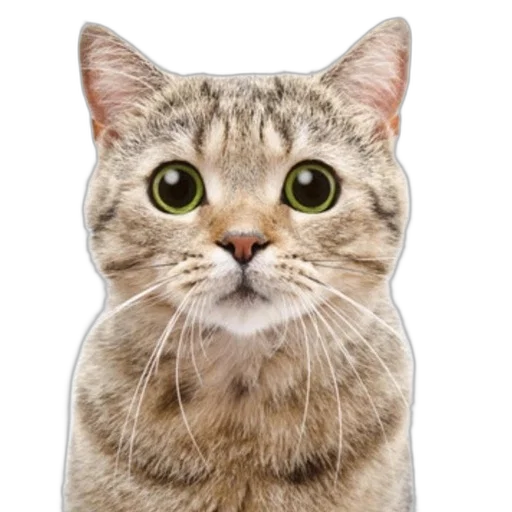 animal, face, staff, creature, photorealistic, 3d render, concept art, cartoon transparent PNG cut-out