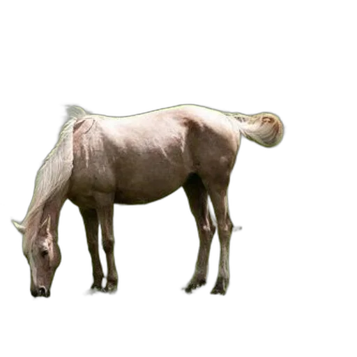 animal, creature, staff, food, 3d render, photorealistic, concept art, pixel art transparent PNG cut-out